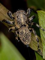 Adult Female Yellow Jumping spider photo