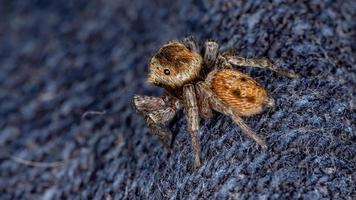 araña saltarina de la casa de adanson foto