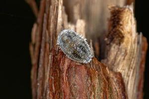 White Scale Insects photo