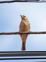 Adult House Sparrow photo