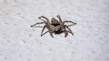 Gray Wall Jumping Spider photo