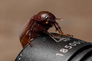 Adult June Beetle photo