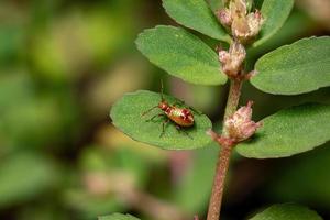 ninfa del insecto de la planta sin olor foto