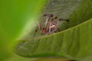 Small Brown Widow photo