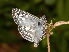 Brazilian White Checkered-Skipper photo