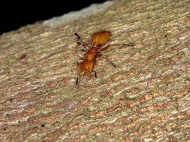 Adult Turtle Ant photo