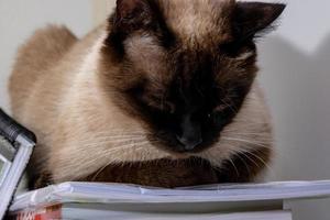 Siamese cat in close-up photo