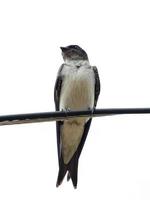 Adult Gray breasted Martin photo