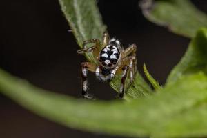 Small Jumping spider photo