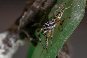 pequeña araña saltadora foto