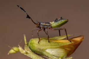 Leaf-footed Bug Nymph photo