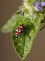 escarabajo pulga adulto foto