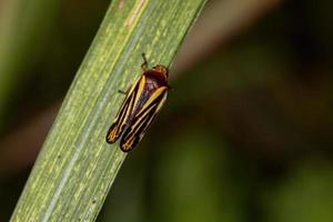 insecto saltamontes adulto foto