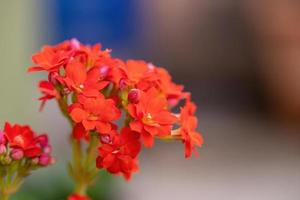 Flaming Katy Red Flower photo