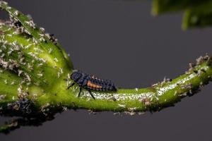 larvas de escarabajo asiático foto