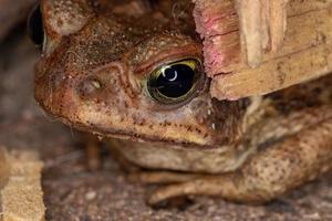 Small Cururu Toad photo