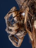 Adult Wolf Spider preyed on by a Brown Widow Spider photo