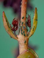 pequeños áfidos insectson la planta flaming katy