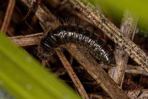 larva de escarabajo de articulaciones largas