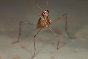 mantis thespid adulta foto