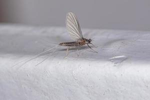 Adult Female Mayfly photo