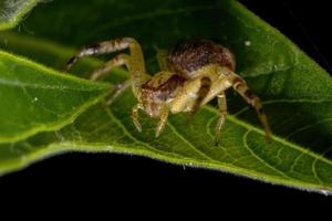 araña cangrejo brasileño foto