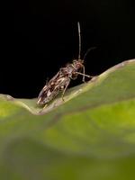 Dirt-colored Seed Bug photo