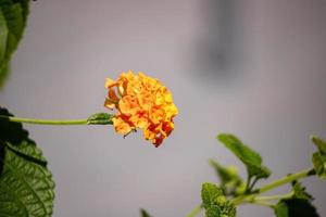 Flower of Common Lantana photo