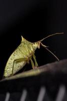 Green Stink Bug photo