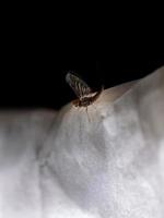 Male small mayfly photo