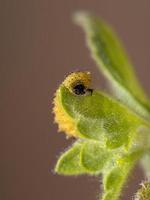 larvas de escarabajo pulga foto