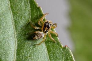 Small Jumping Spider photo