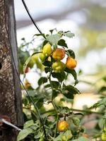 plantas de pimiento con frutas foto