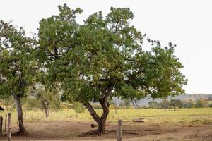 árbol rojo mombin foto