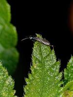 Adult Black Chalcidoid Wasp photo