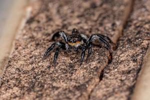 pequeña araña saltadora macho foto