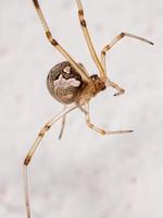 Brown Widow Spider photo