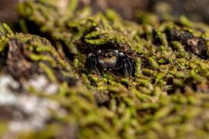 araña saltadora macho adulto foto