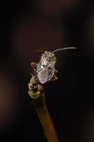 Adult Scentless Plant Bug photo