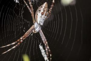 Silver Garden Orbweaver photo