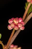 frutos rojos de plantas pequeñas foto