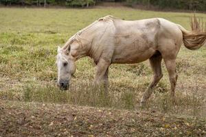 caballo en una granja brasileña