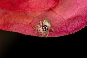 pequeña araña saltadora foto