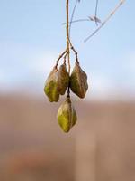 Blue Jacaranda Fruits photo