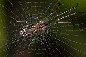 Adult Orchard Spider photo