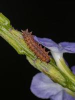 larva de escarabajo pulga