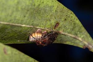 Insecto apestoso protegiendo los huevos foto