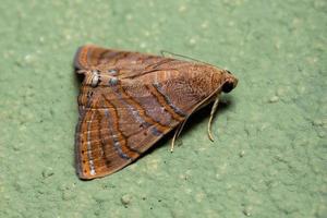 Brazilian Underwing moth photo