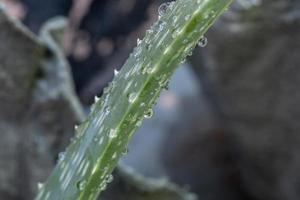 hoja de aloe con gotas de lluvia foto