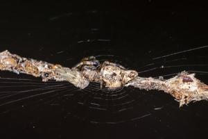 Brazilian Trashline Orbweaver photo